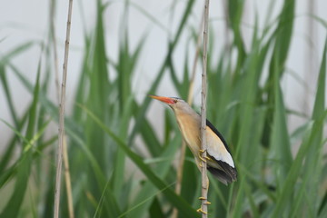 Little Bittern (Ixobrychus minutus)