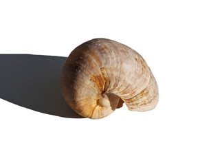 Seashell on a white background