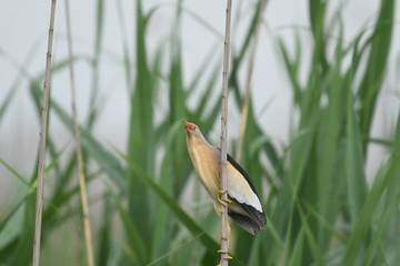 Little Bittern (Ixobrychus minutus)