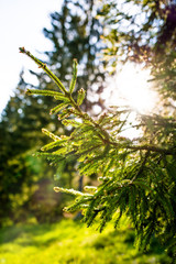 Sun rays through the Carpathian pines