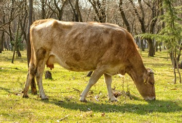 Grazing cow on fresh grass among trees