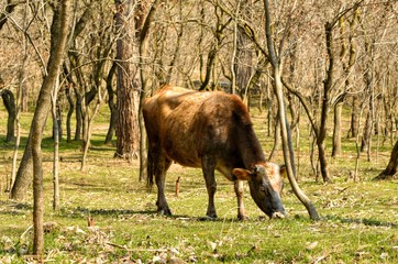 Grazing cow on fresh grass among trees
