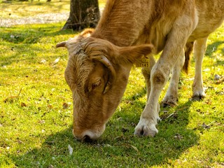 Grazing cow on fresh grass among trees
