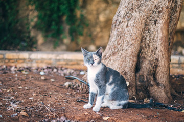 Street cats in Cyprus