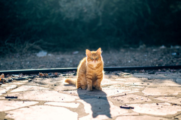 Street cats in Cyprus