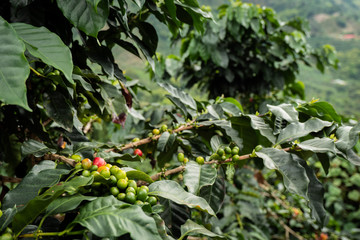 coffee plant
