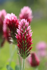  Inkarnat-Klee (Trifolium incarnatum)