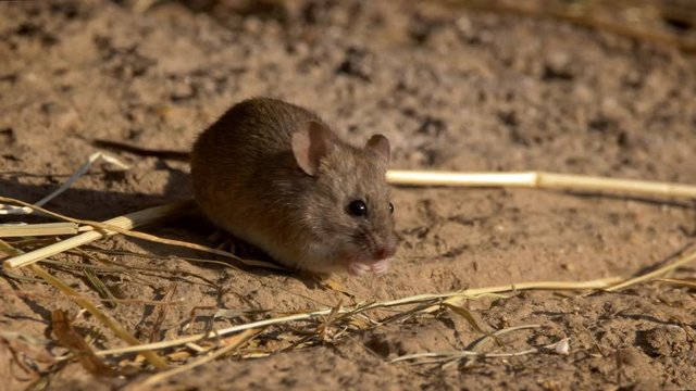 House mouse (Mus musculus) foraging for food in the backyard