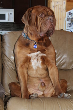 dogue de bordeaux mastiff dog sitting on furniture