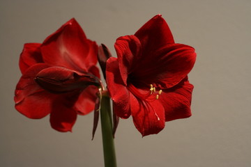 Kwiaty doniczkowe Grand Diva, piękna czerwień natury.