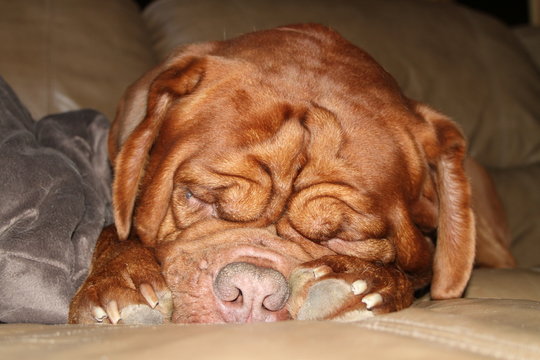 mastiff dog dogue de bordeaux sleeping with paws by face