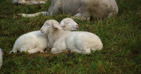 Obraz premium Zwei Lämmer kuscheln im Gras - Nahaufnahme
