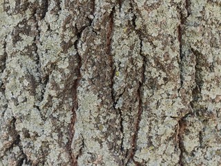 tree-bark texture