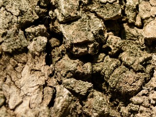 tree-bark texture