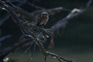 Little Bittern (Ixobrychus minutus)