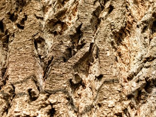 tree-bark texture