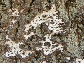 tree-bark texture
