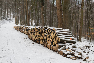 biological firewood cut logs in the forest industrial use