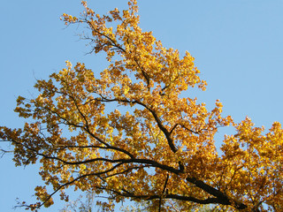 autumn leaves against blue sky