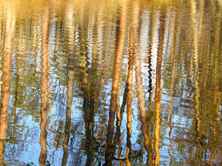 reflection of trees in the water