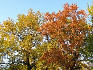 yellow tree in autumn