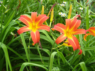 orange lilies in the garden