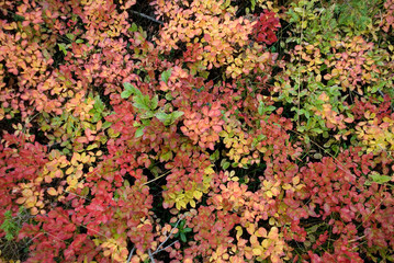 group of wild blueberry plants, forest, colorful leaves of red, yellow, orange, green, due to the cold, undergrowth, autumn, foliage, golden, background, mountain, Zermatt, Swiss