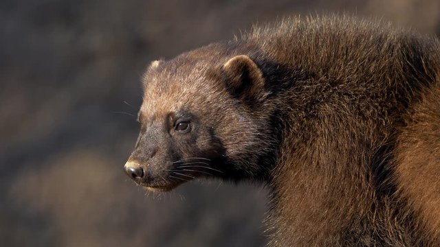 Wolverine (Gulo gulo) portrait