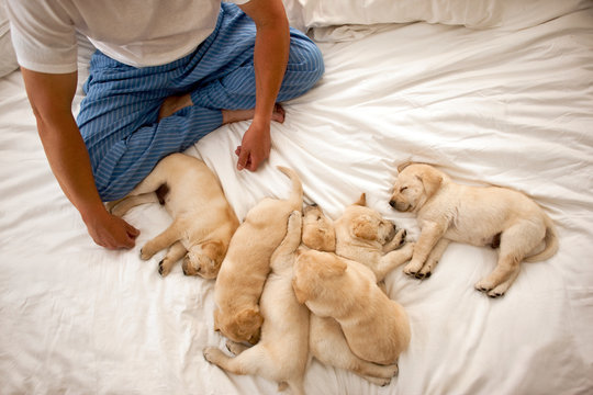 High angle view of cute Labrador puppies sleeping on the bed.