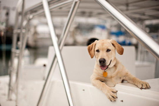 Dog looking over side of docked boat.