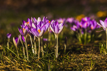Several purple crocuses close-up on a blurred background.
