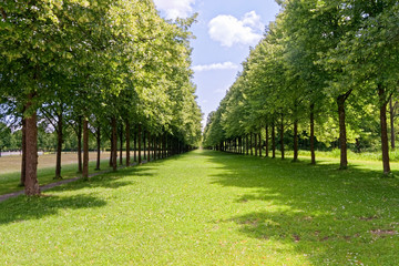 Avenue of trees in the park.