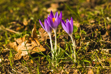 Several purple crocuses close-up on a blurred background.