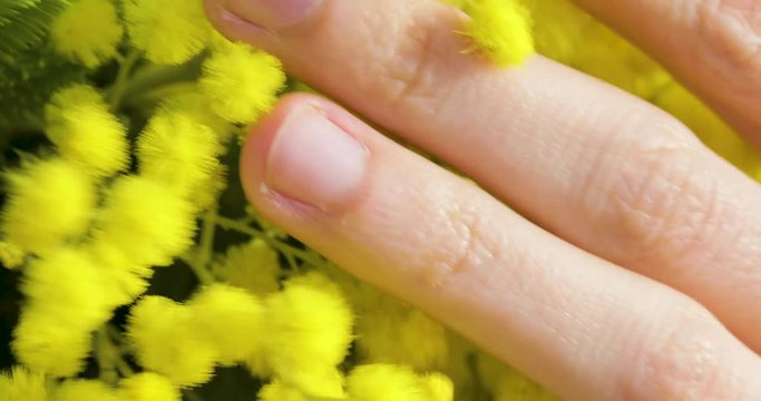 Dita che accarezzano dolcemente un fiore Mimosa giallo