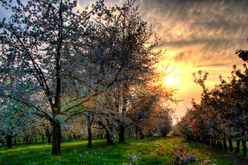 Cherry blossoms in spring with sunset