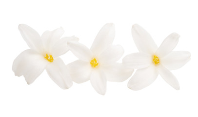 Fototapeta premium hyacinth flower isolated