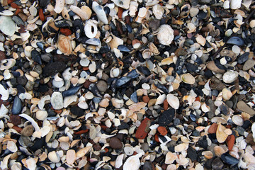 Shells texture