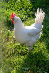 Poule Leghorn