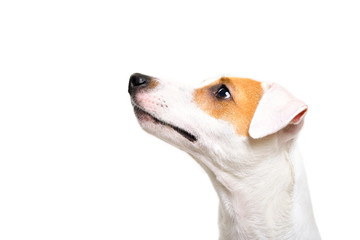 Portrait of a Jack Russell Terrier dog looking up, side view, isolated on white background