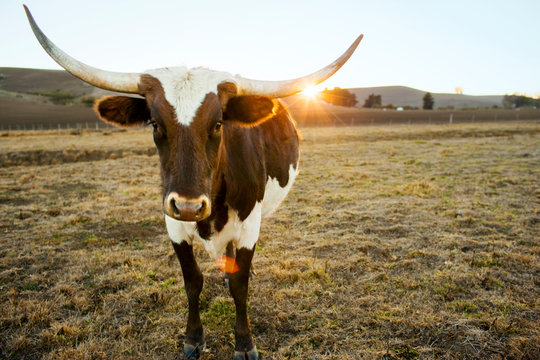 Cow with huge horns stands in the field on a ranch at sunset.