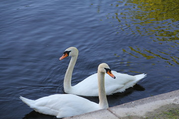 Two white swans with red beaks in a city pond in dark blue water 