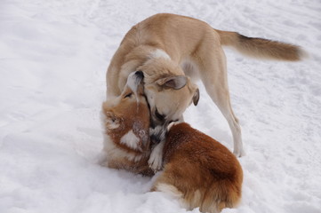 playing dogs on the snow