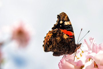 Butterfly on a pink spring flower