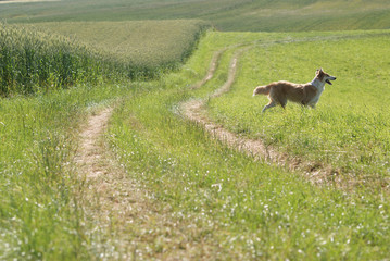 Obraz premium Collie