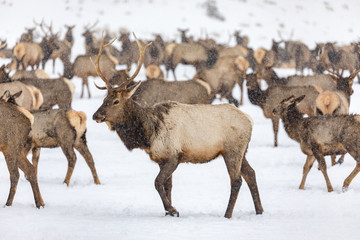 Obraz premium Elk gathering at the Oak Creek Wildlife Area Feeding Station in Naches, WA