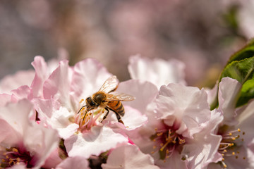 Bee on a pink flower collecting pollen