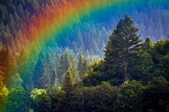 Pine Forest During Rainstorm Lush Trees Rainbow