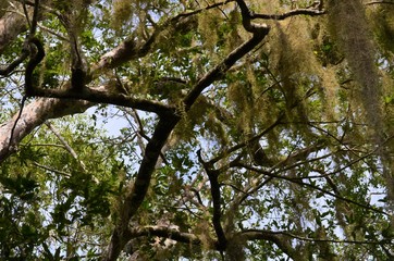 Fototapeta premium Spanish moss hanging from tall branches