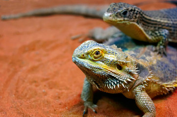 A pair of lizards