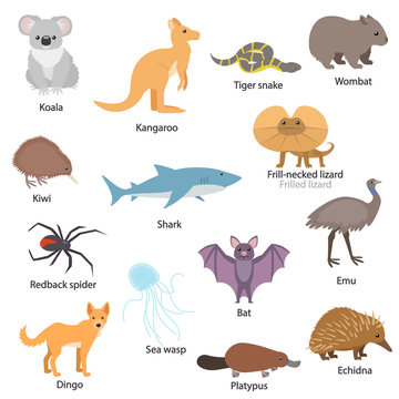 Australian animals set with titles. Wildlife of Australia. Koala, kangaroo, tiger snake, bat, wombat, kiwi, etc. Collection of different species of animals. Isolated vector illustration